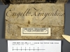 17XX.EpEv.dut.AMe.a 1 inside top vellum limp cover